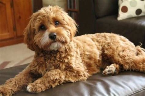 Cavapoo Dog Breed Information and Characteristics